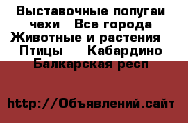 Выставочные попугаи чехи - Все города Животные и растения » Птицы   . Кабардино-Балкарская респ.